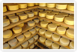 Cheeses of Various Ages Maturing In a Cheese Cave